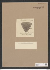 Stictodiscus caraibicus Truan et Witt. (de-Toni-Nr.: Genus 205, Species 5250) Zeichnungen Sammlung Grunow Nr. 9043 (NHMW-BOT-W0378771)